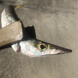 朝マズメのカマス好釣‼︎