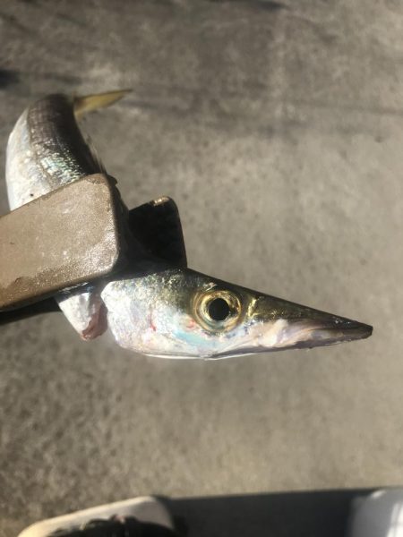 朝マズメのカマス好釣‼︎