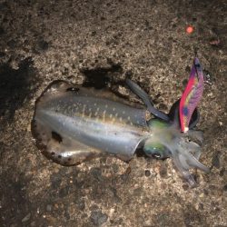 最後はホームでRUN