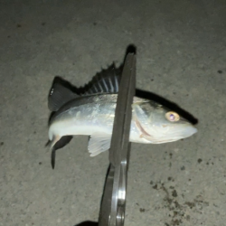 名古屋港でセイゴ釣り