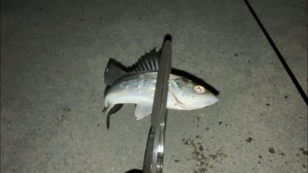 名古屋港でセイゴ釣り