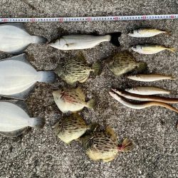 カレイと五目釣り