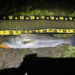 昨日のdayに続きnight釣行