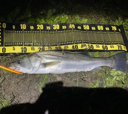 昨日のdayに続きnight釣行