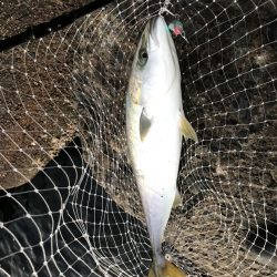 ルアーでメジロ