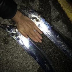 良型太刀魚連発、青物も居た