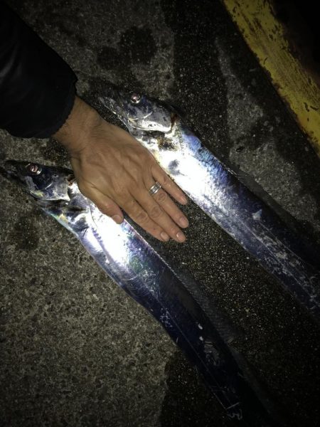 良型太刀魚連発、青物も居た