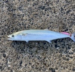 ショアジギング