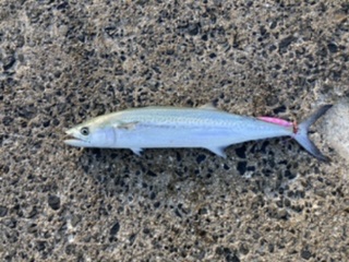 ショアジギング