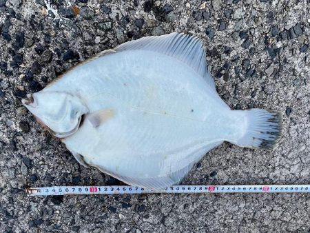 カレイ40オーバーW ＼(^o^)／