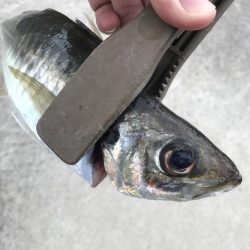 朝マズメに尺アジGET