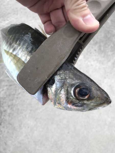 朝マズメに尺アジGET