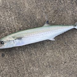 寒波の来る前に