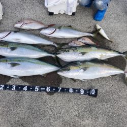 コノシロの泳がせ釣り第2回目