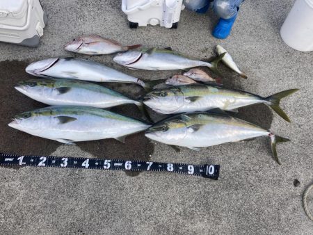 コノシロの泳がせ釣り第2回目