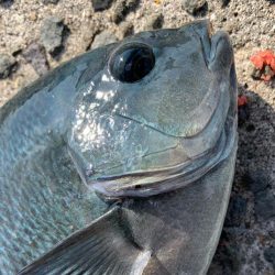 餌取りめちゃおるやんっ>* ))))><