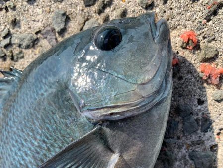 餌取りめちゃおるやんっ>* ))))><