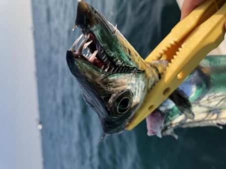 泉州丸さんでタチウオ