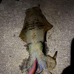 秋イカ記録更新