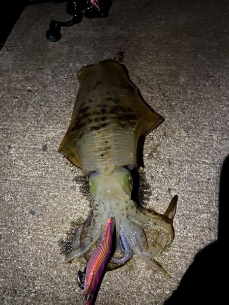 秋イカ記録更新