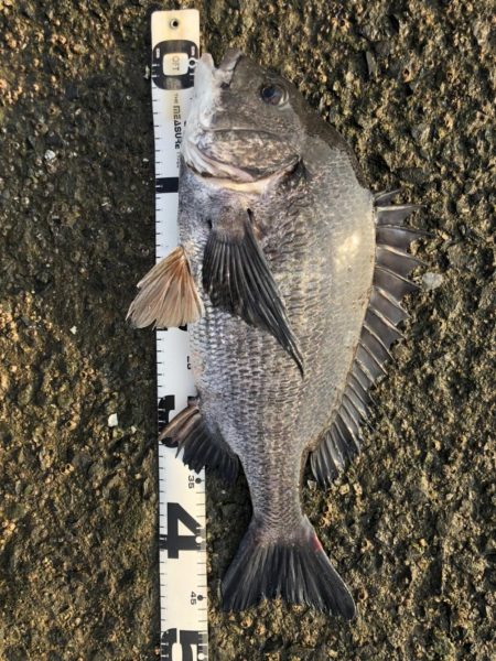 イチノ兄弟、釣果！