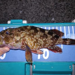 アジングのはずが