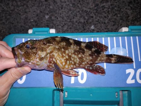 アジングのはずが