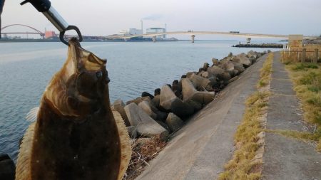 太刀魚とヒラメが釣れました
