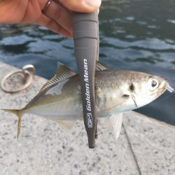 入れ食いではある