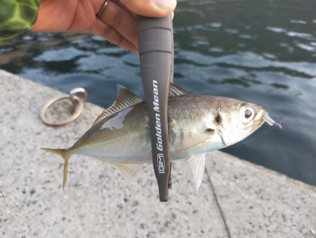 入れ食いではある