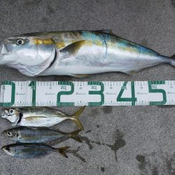 久しぶりの青物