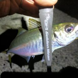 渋すぎるアジング