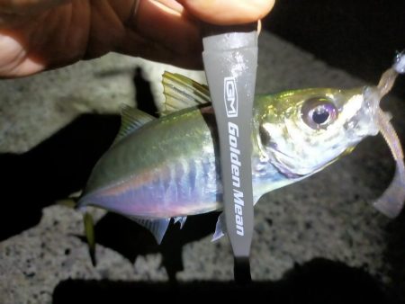 渋すぎるアジング