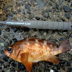 爆風では厳しい