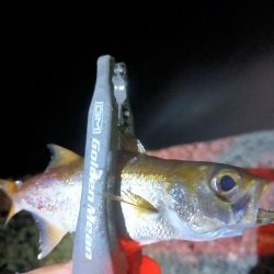 そこら中でナブラ!でも…