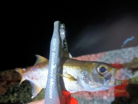 そこら中でナブラ!でも…