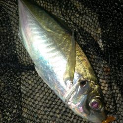 小潮のアジング