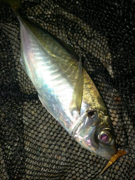 小潮のアジング