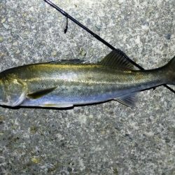 約4か月ぶりのシーバス