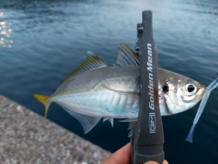 アジは不発、でもタチウオ好調