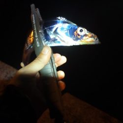 アジとタチウオ