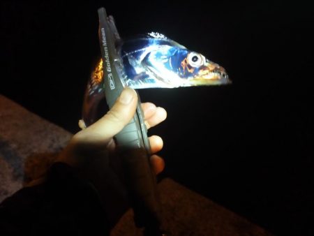 アジとタチウオ