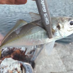 サイズが出ない