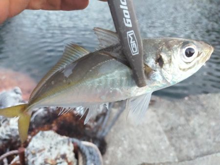 サイズが出ない