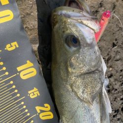 秋のシーズン突入かな？