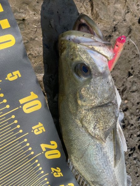 秋のシーズン突入かな？