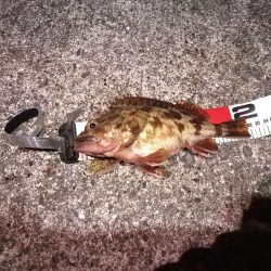 2021/10/31 須磨漁港ヘチ釣り（落とし込み）