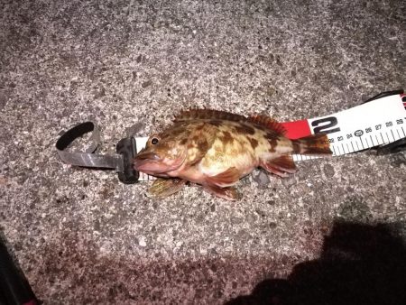 2021/10/31 須磨漁港ヘチ釣り（落…