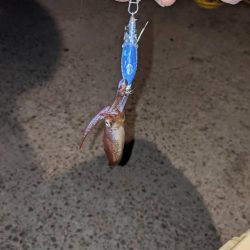 初めてのヒイカ釣り