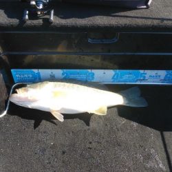 北山田50~37cm７本